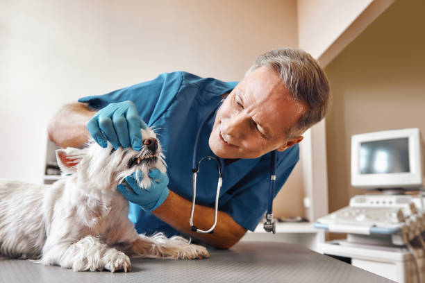 Best Emergency Treatment for Oral Infections in Freeland, PA